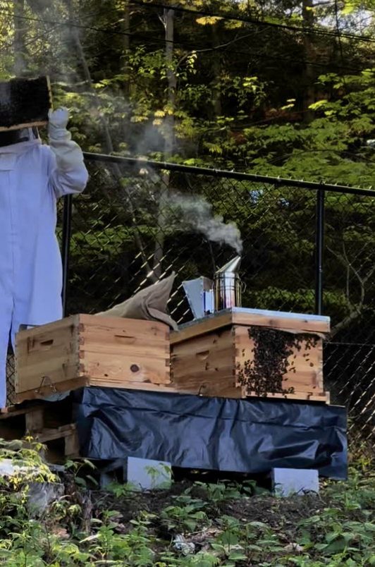 Beekeeper in a white suit inspecting a frame beside an open hive